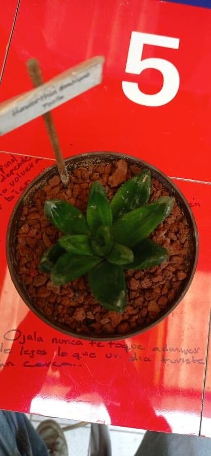 Haworthia di Emelyae 4