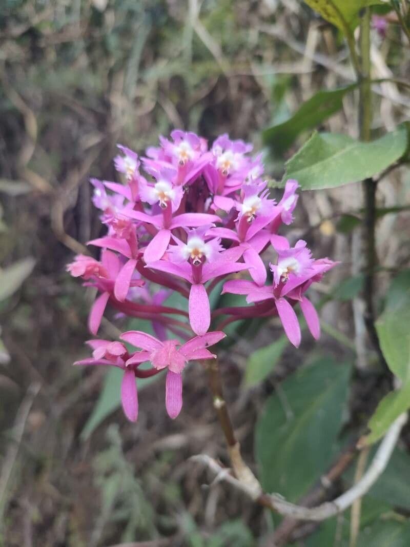Epidendrum 3