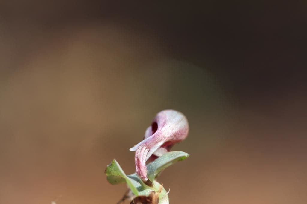 Corybas 5