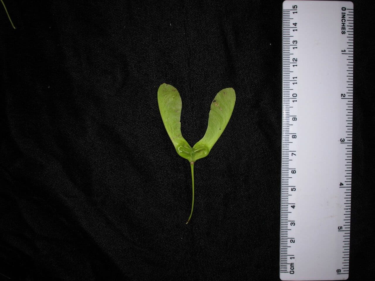 Acero 11