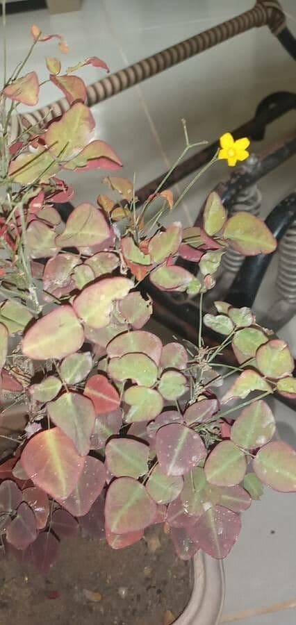 Acetosa hedysaroide 4