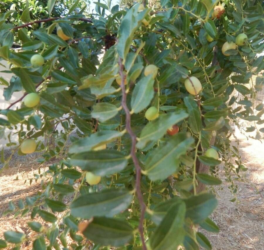 Jujubier 3