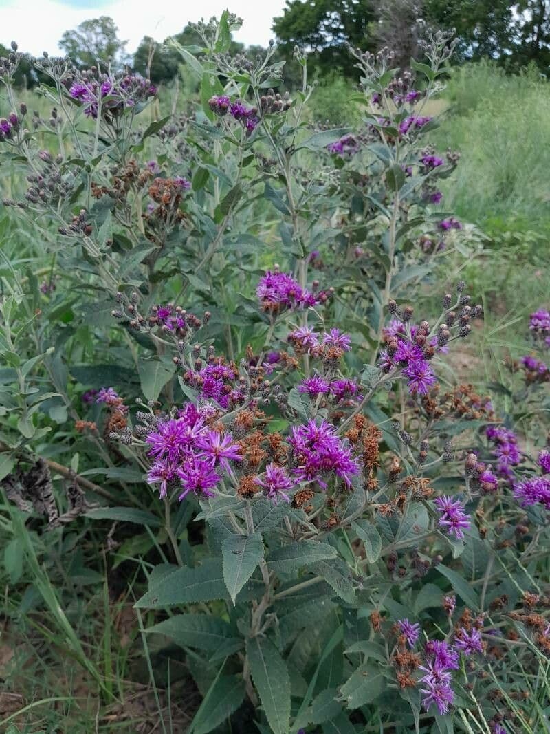 Vernonia di Baldwin 2