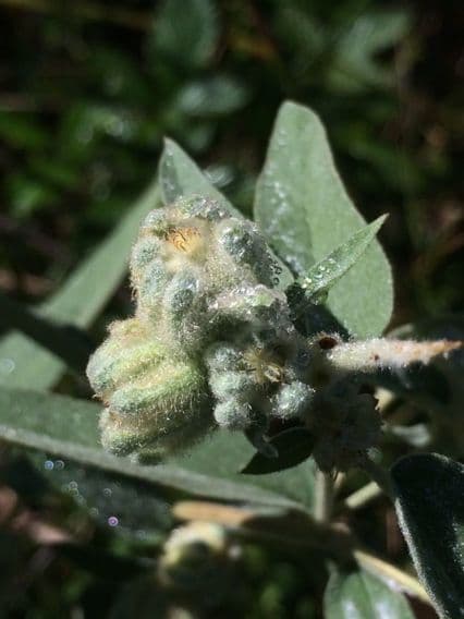 Croton capitatus 5