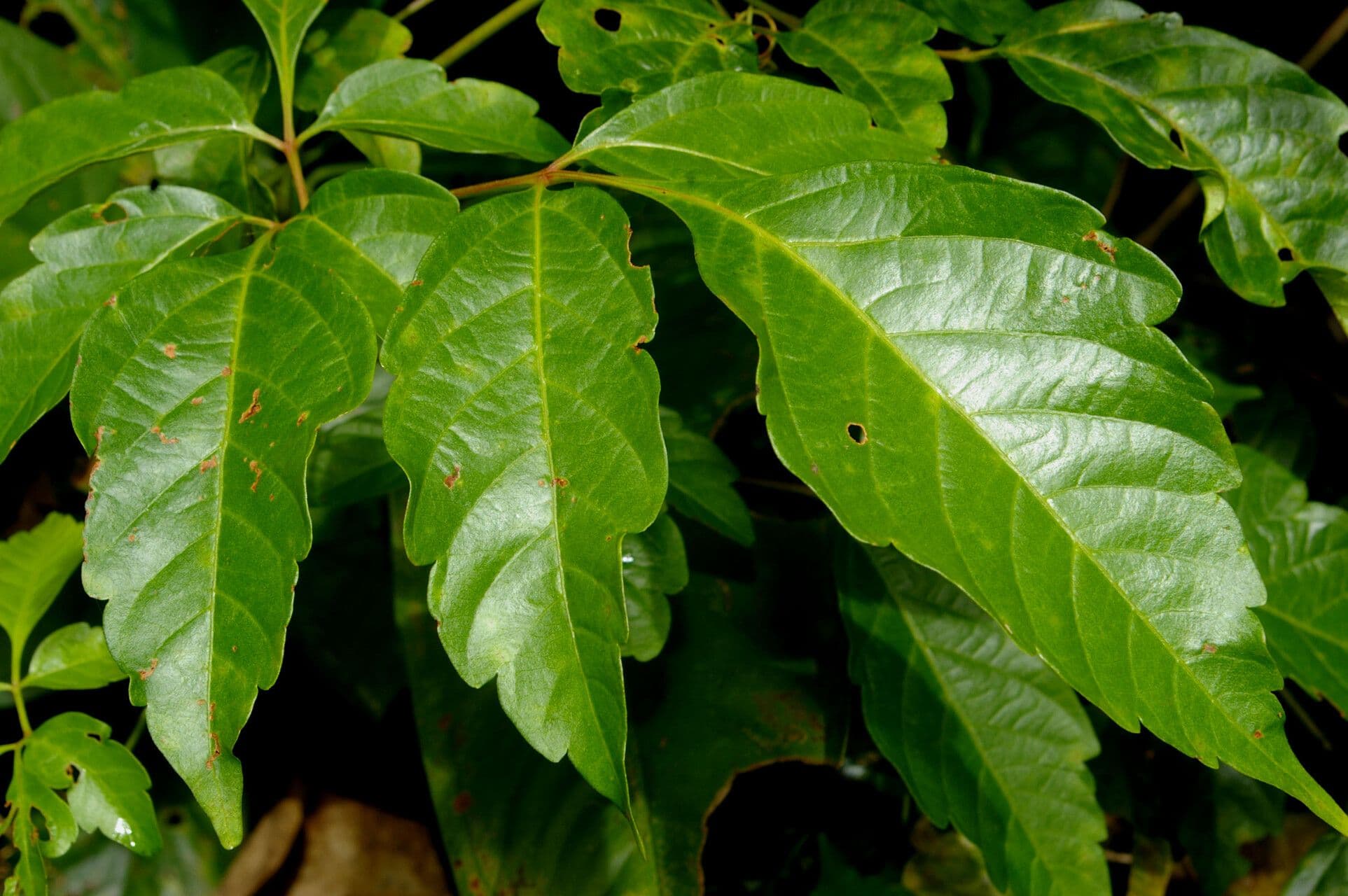 Serjania triquetra