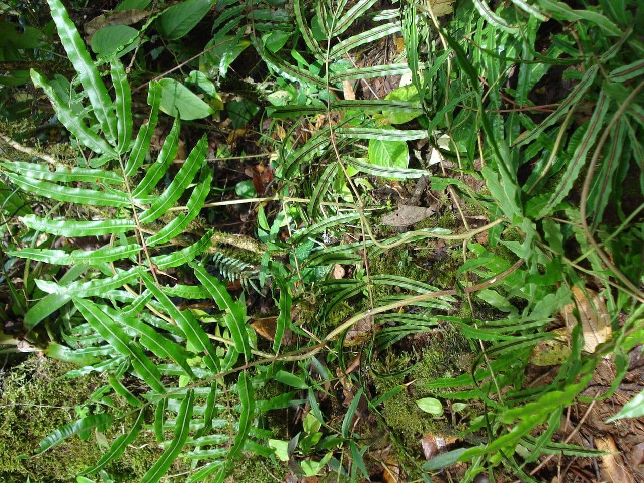 Salpichlaena 3