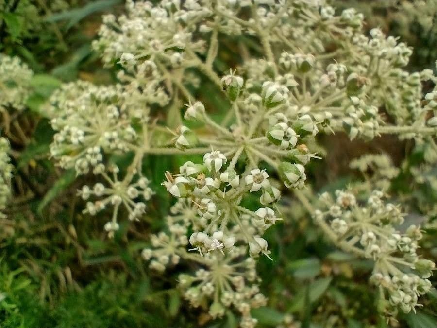Astrotricha floccosa