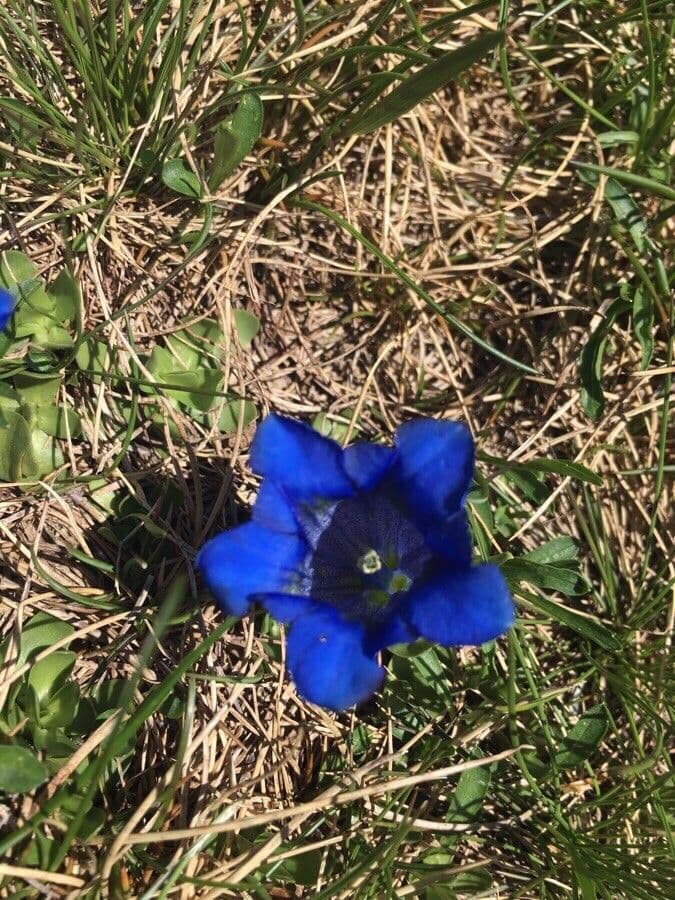 Gentiana occidentalis 3