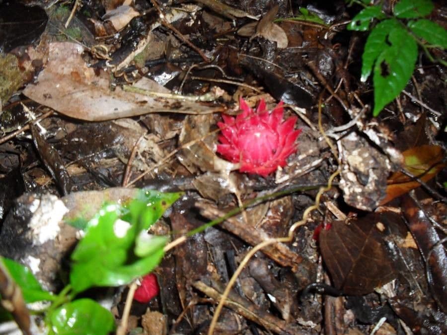 Thonningia 7