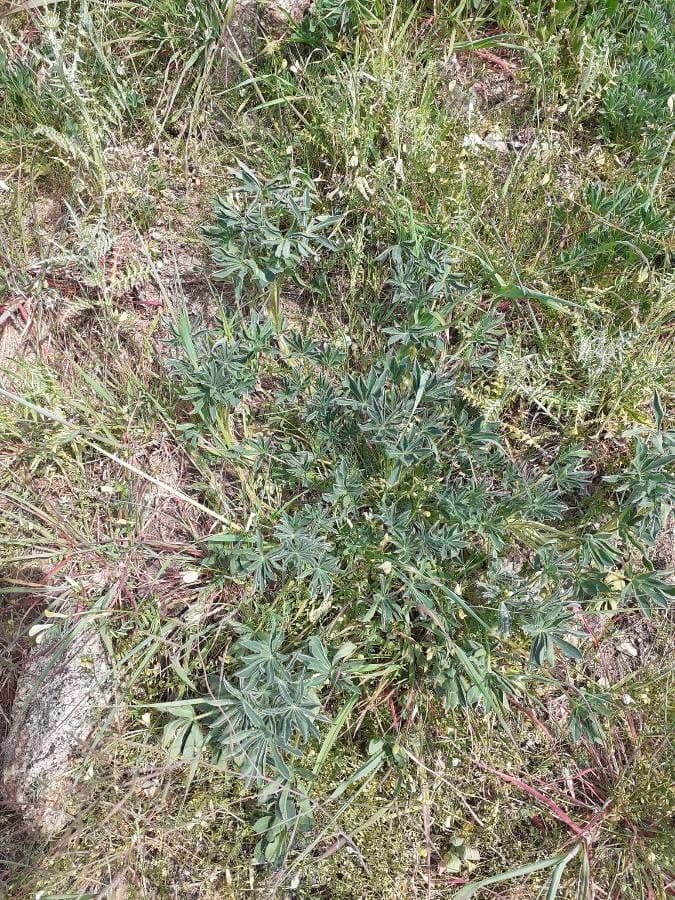 Gelbe Lupine 14