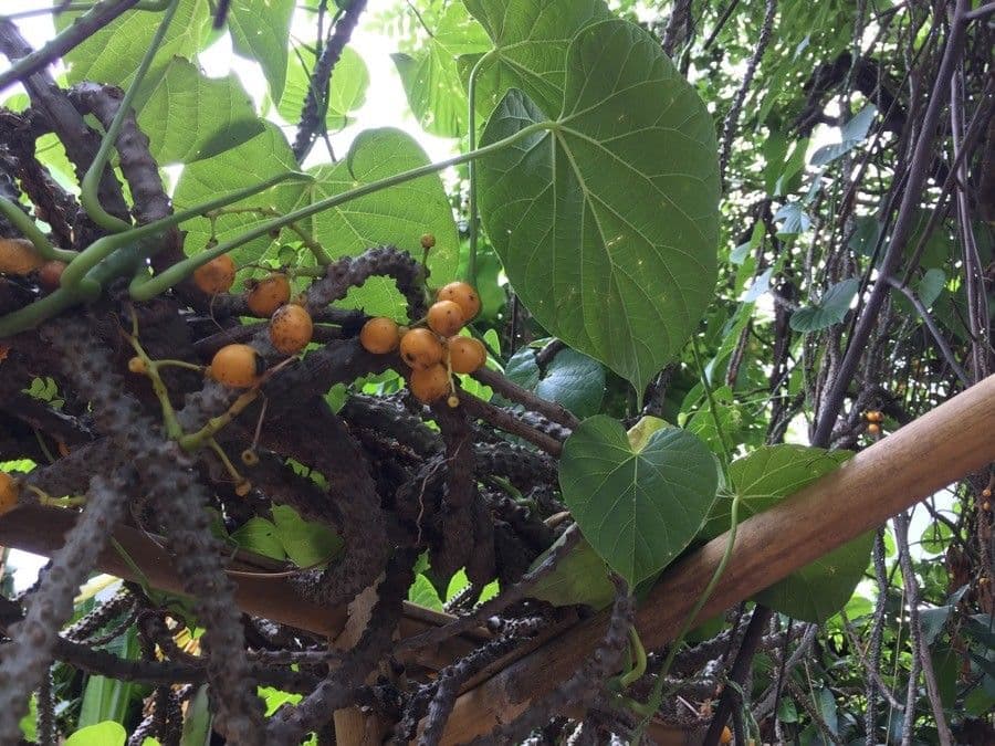 Tinospora 2
