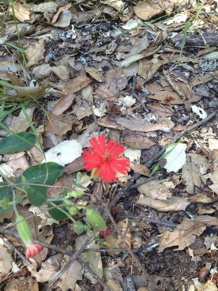 Silene laciniata 10