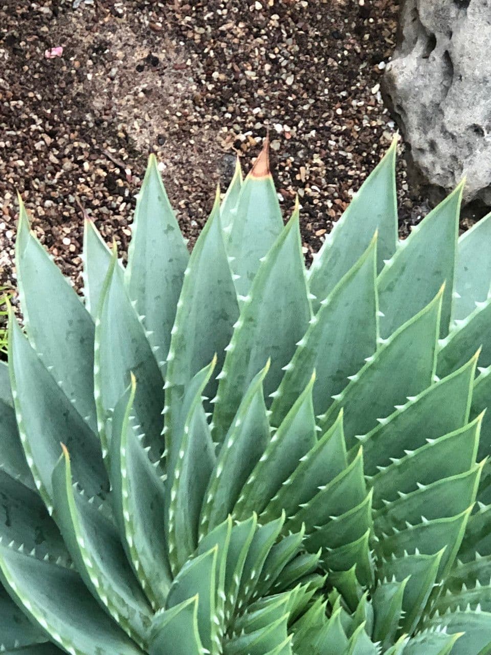 Aloe a spirale 9