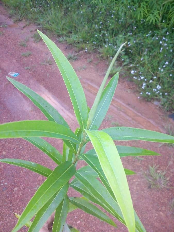 Ocotea 3