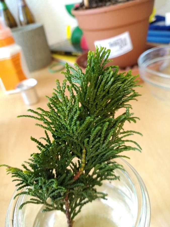 Arborvitae oriental 12