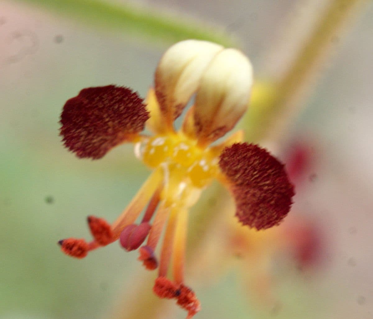 Cleome violacea 7