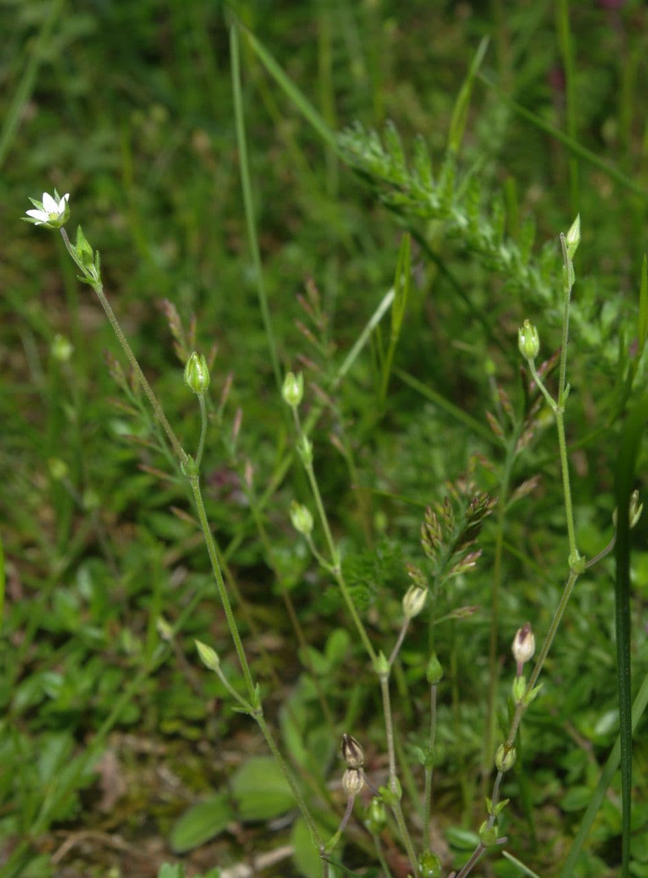 Minuartia setacea 10