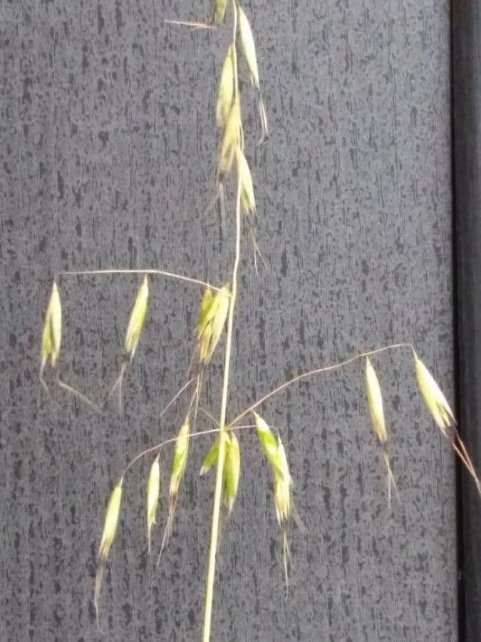Avena strigosa 5