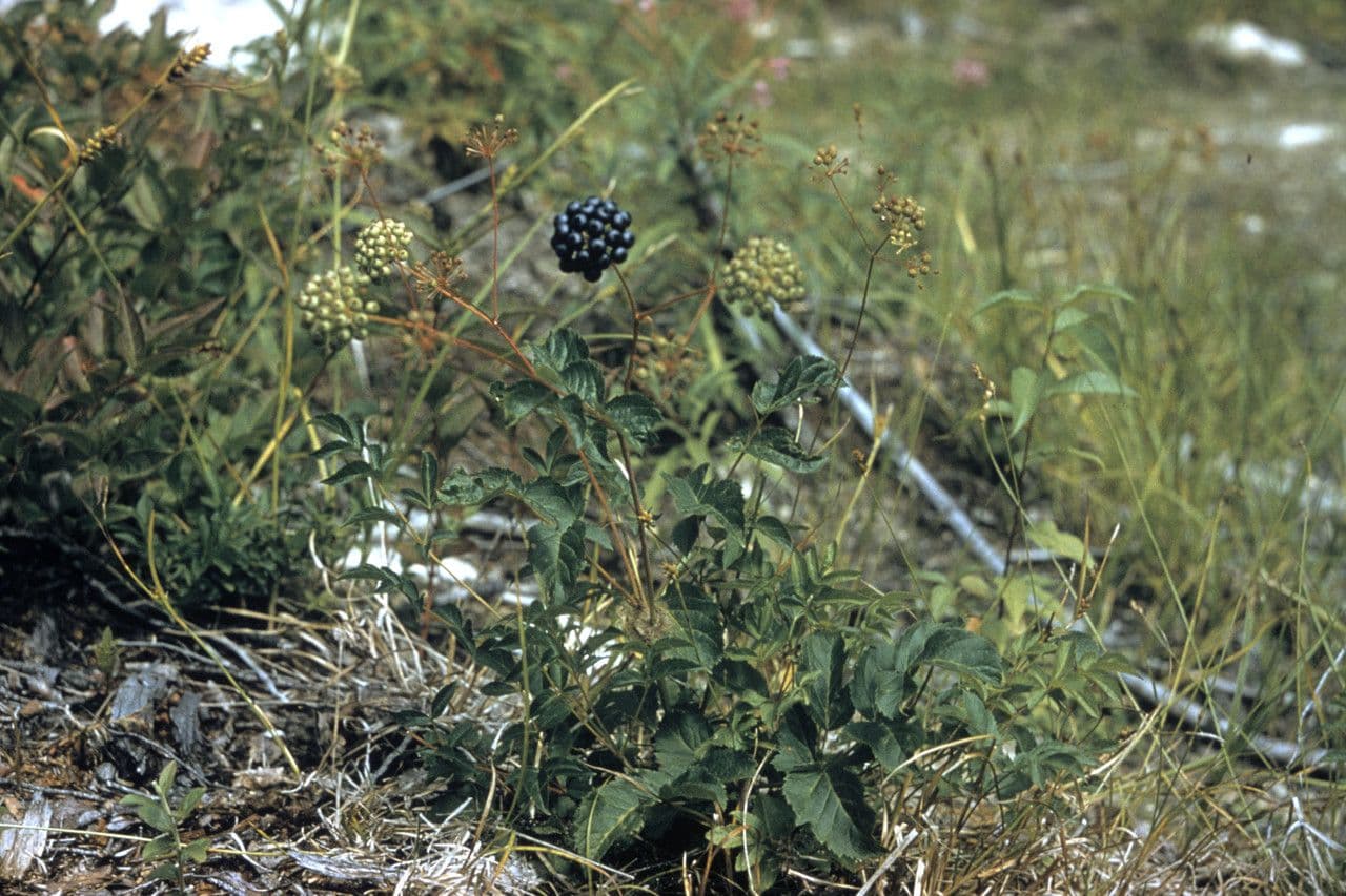 Aralia 11