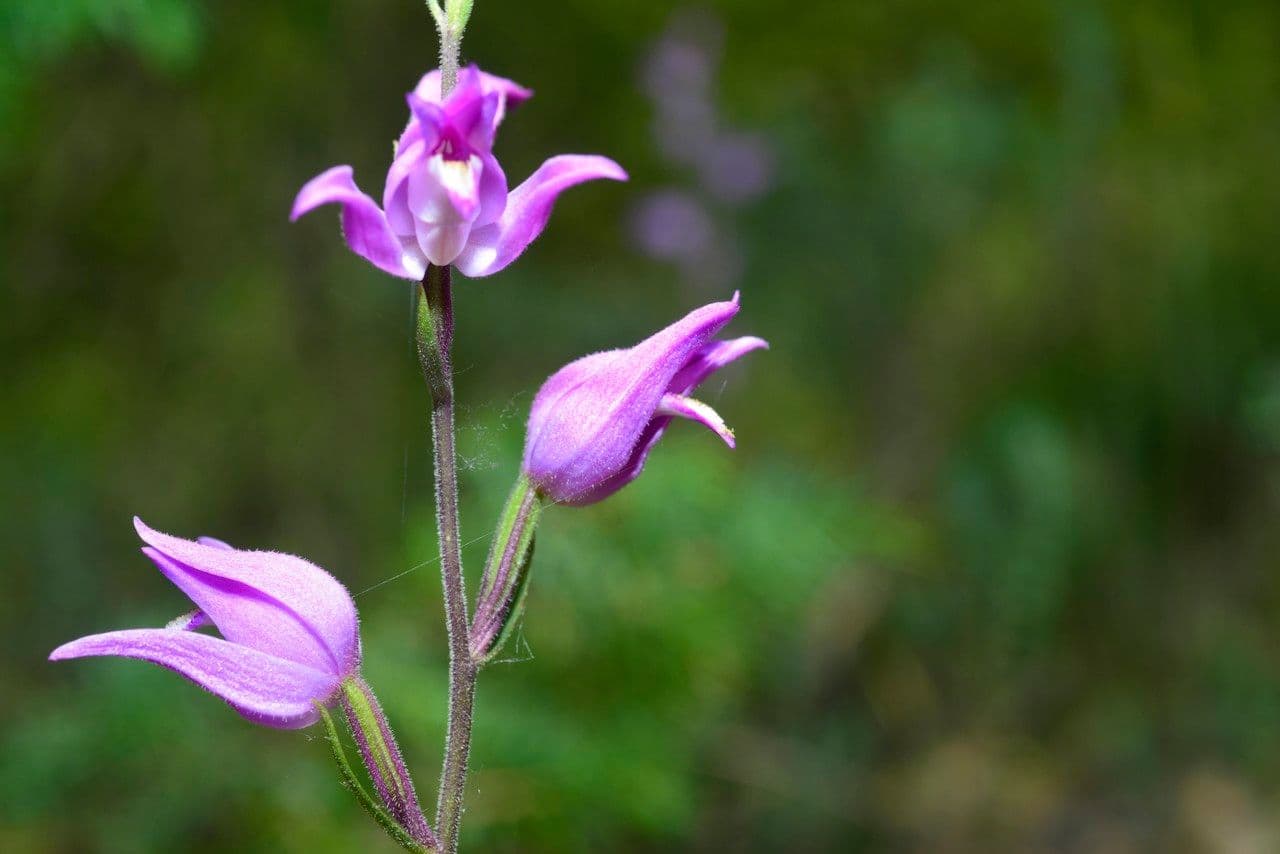 Cefalantera roja 9