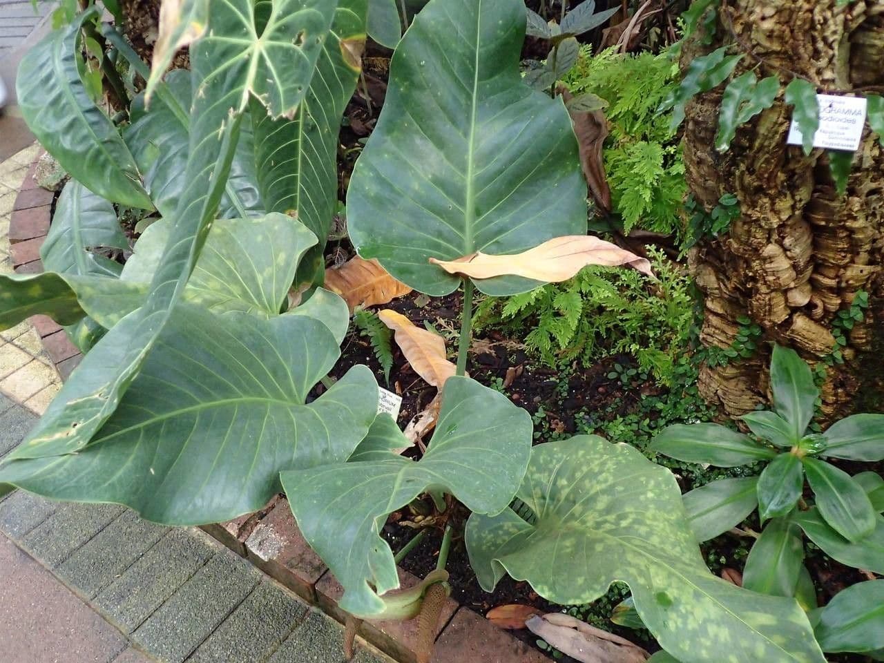 Anthurium 2