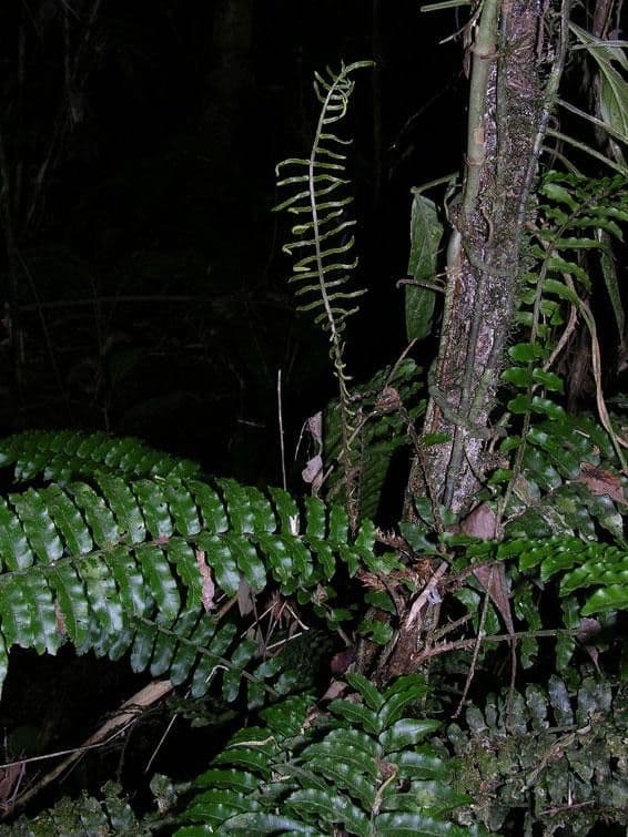 Lomariopsis