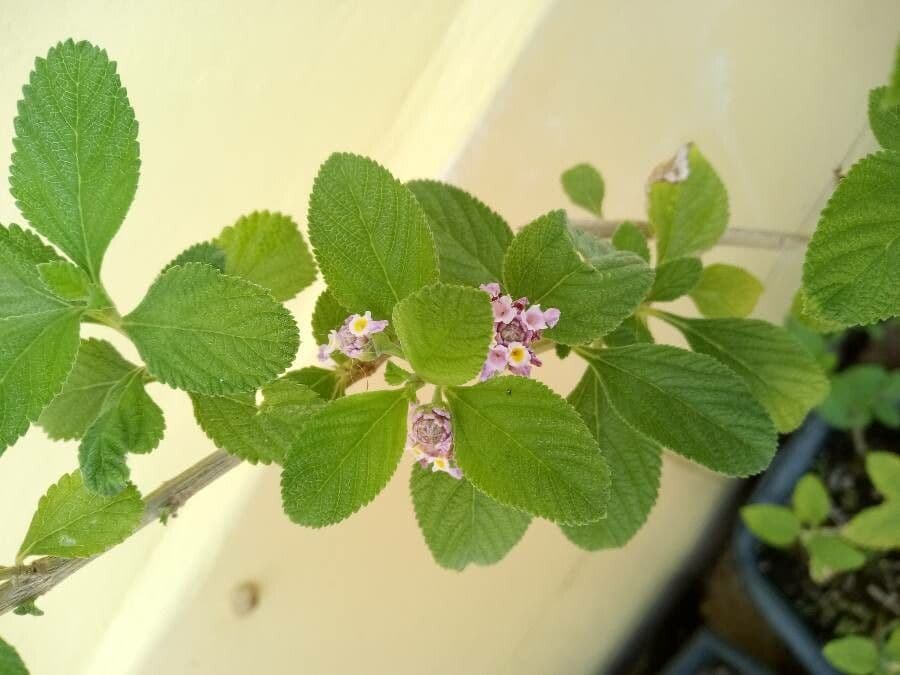 Lippia alba 3