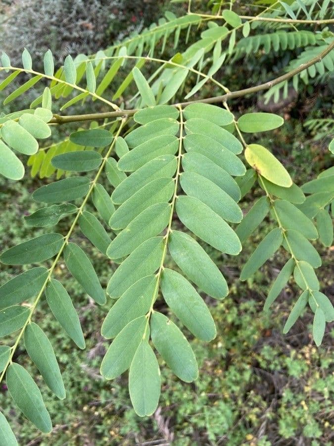 Tipu-Baum 19