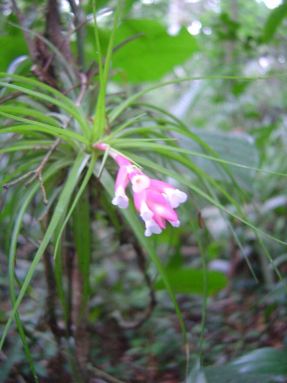 Tillandsia tenuifolia 3