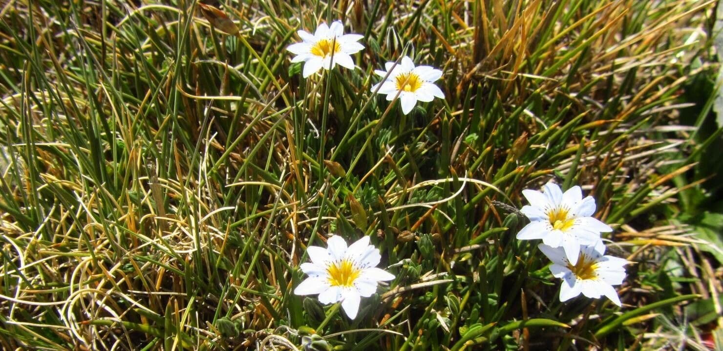 Genziana sedifolia