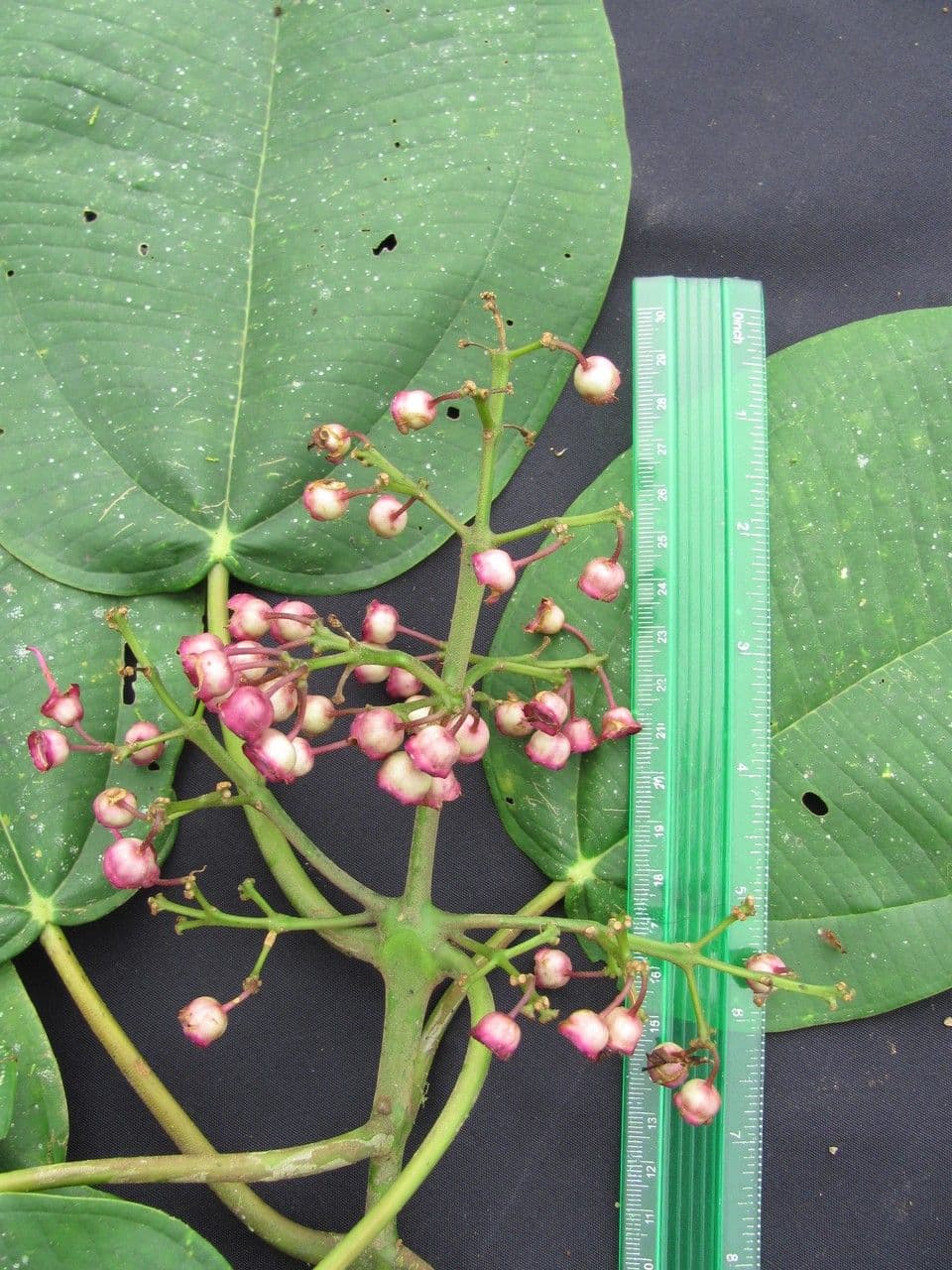 Meriania macrophylla 8