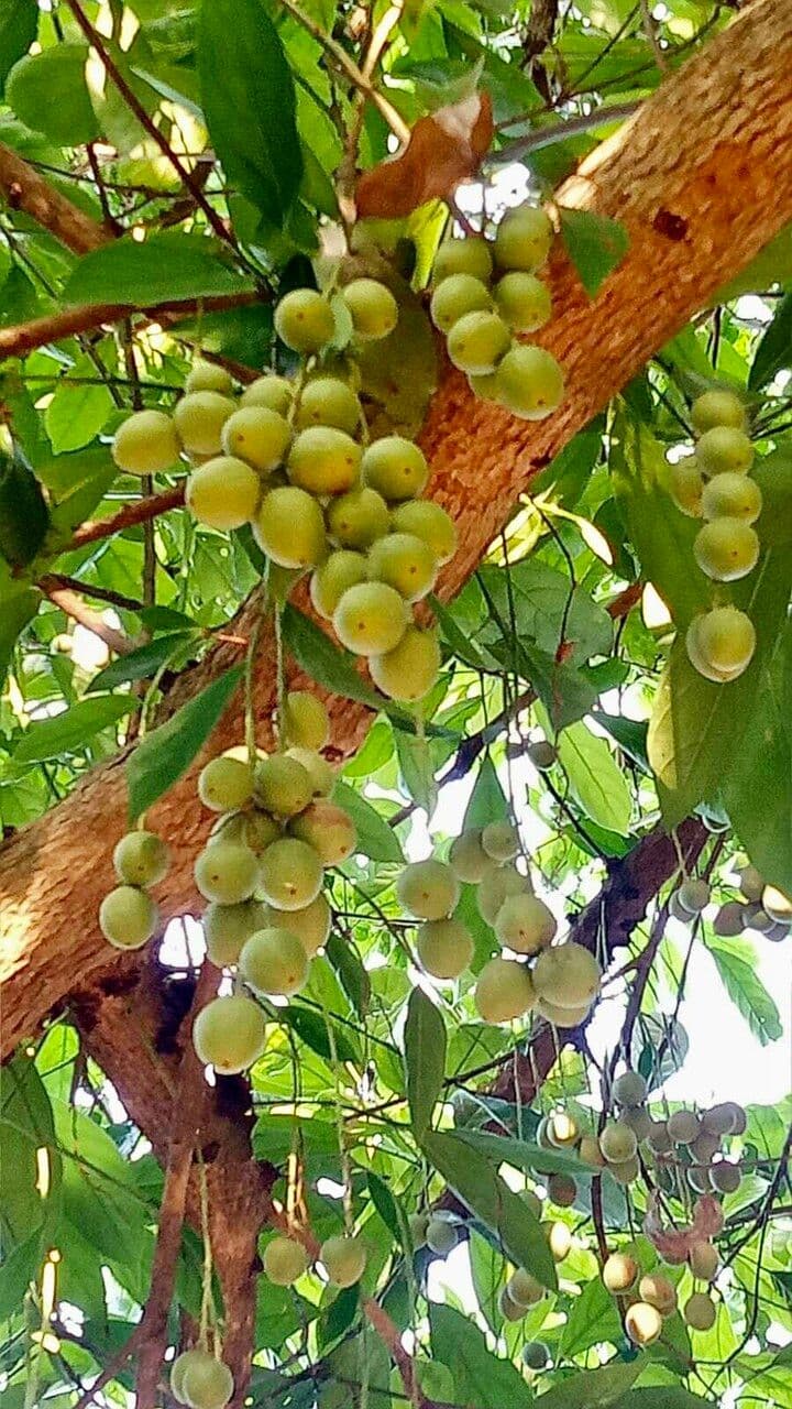 Baccaurea 20
