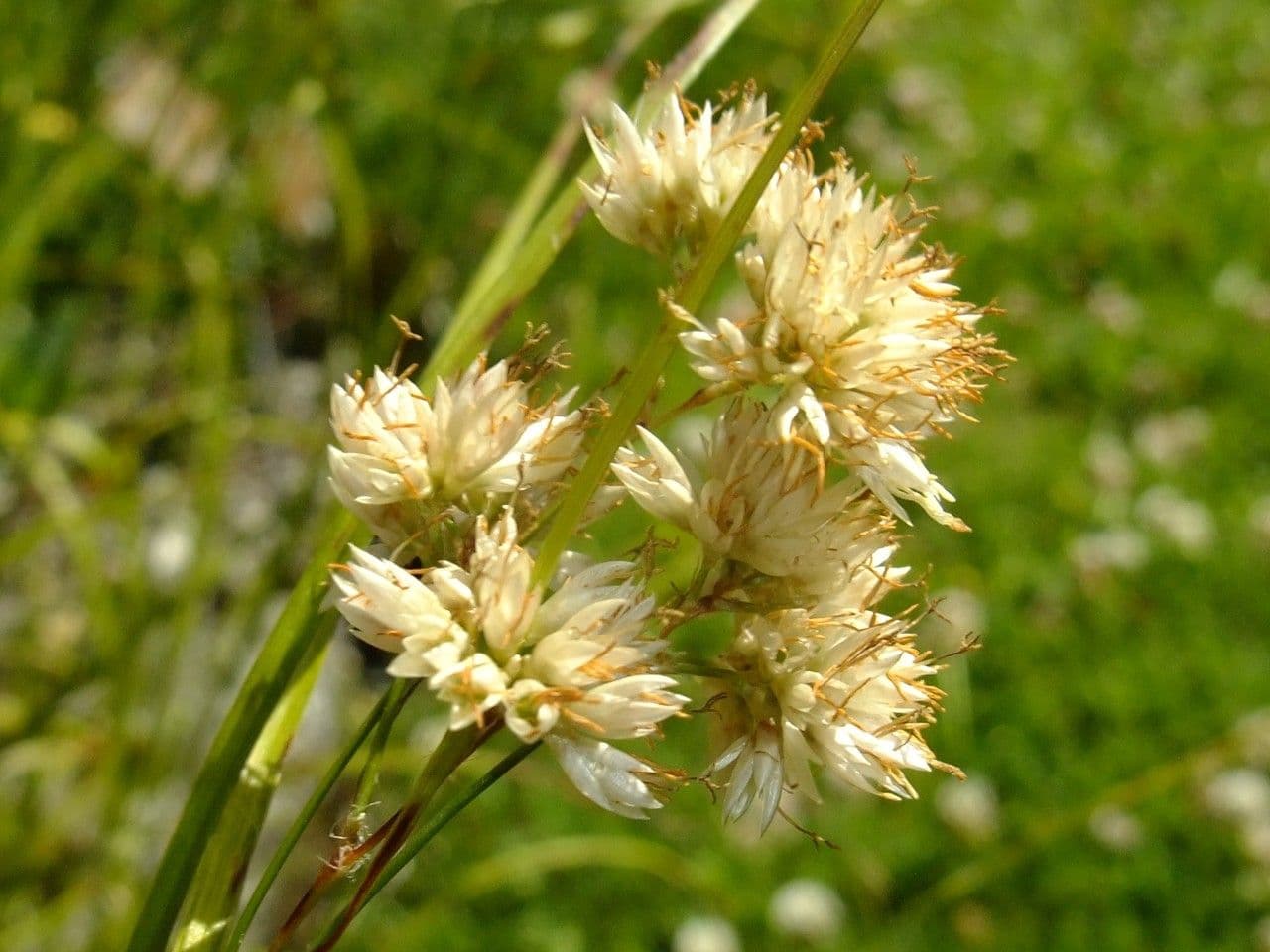 Erba lucciola bianca 4