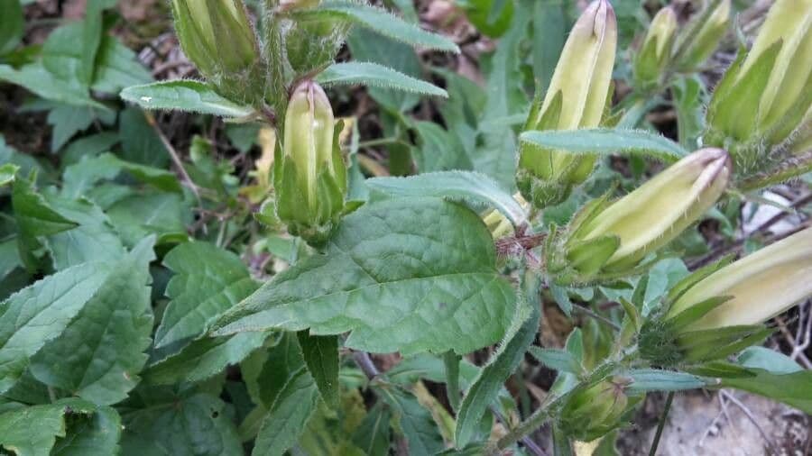 Campanula speciosa 16