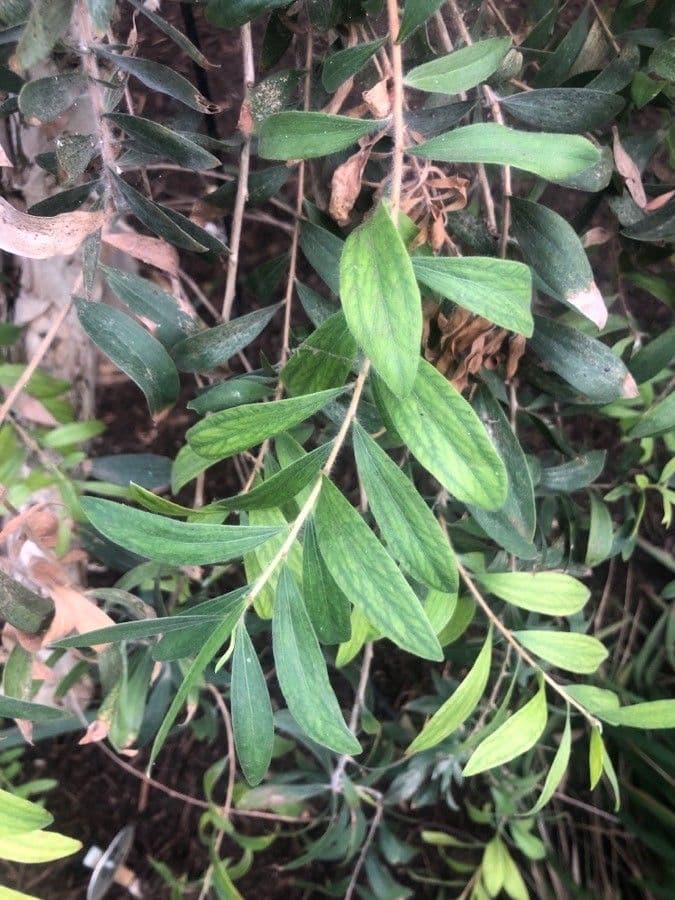 Melaleuca radula 6