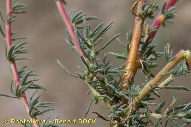 Bassia prostrata 21