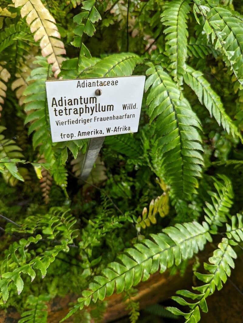 Adiantum štvorlisté 10