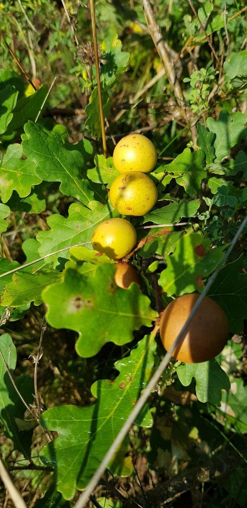 Quercia lusitanica 24