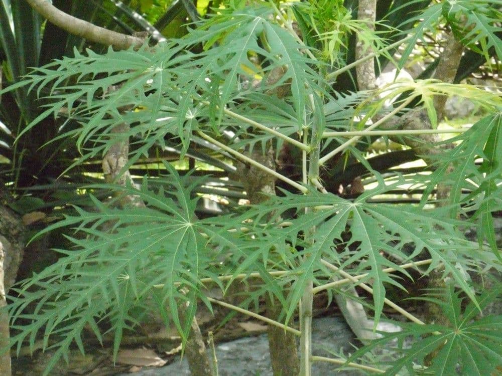 Pianta di corallo 30