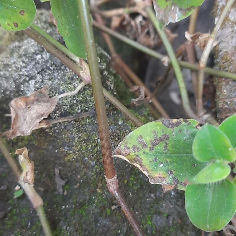 Cyanotis axillaris 9