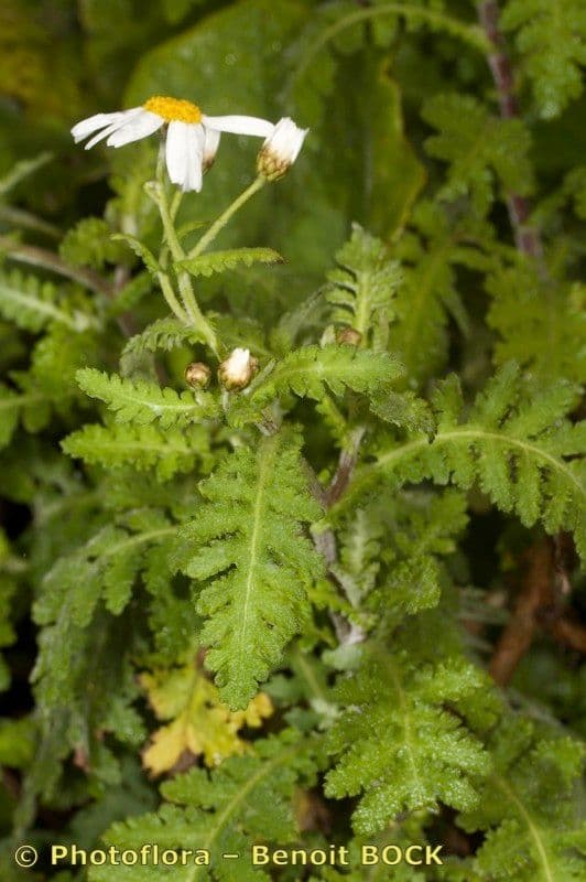 Argyranthemum 15