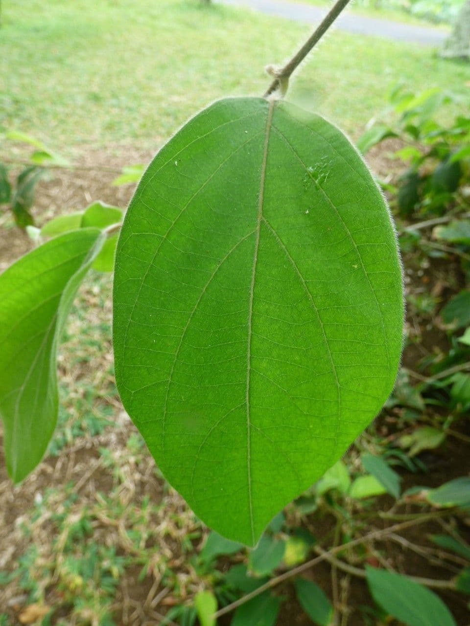 Congea tomentosa 11