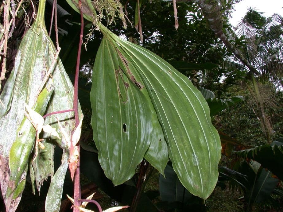 Gongora 14
