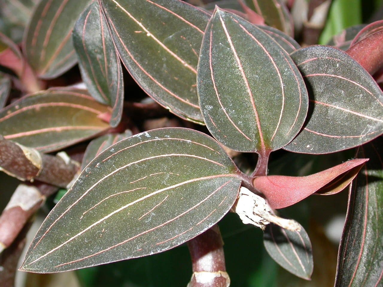Schmuckorchidee 18