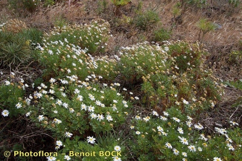 Argyranthemum 6