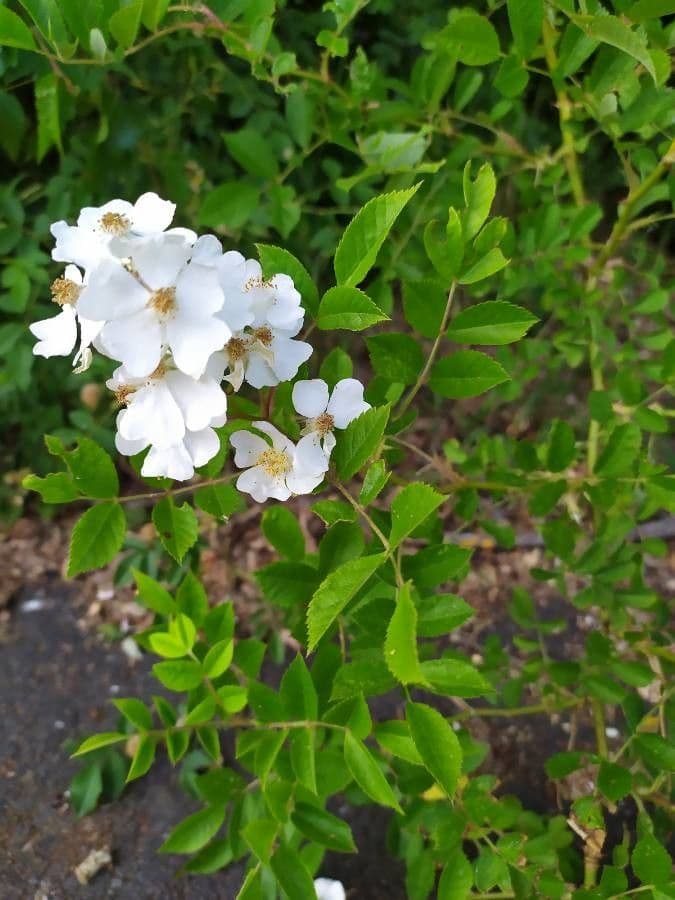 Rosa multiflora 8