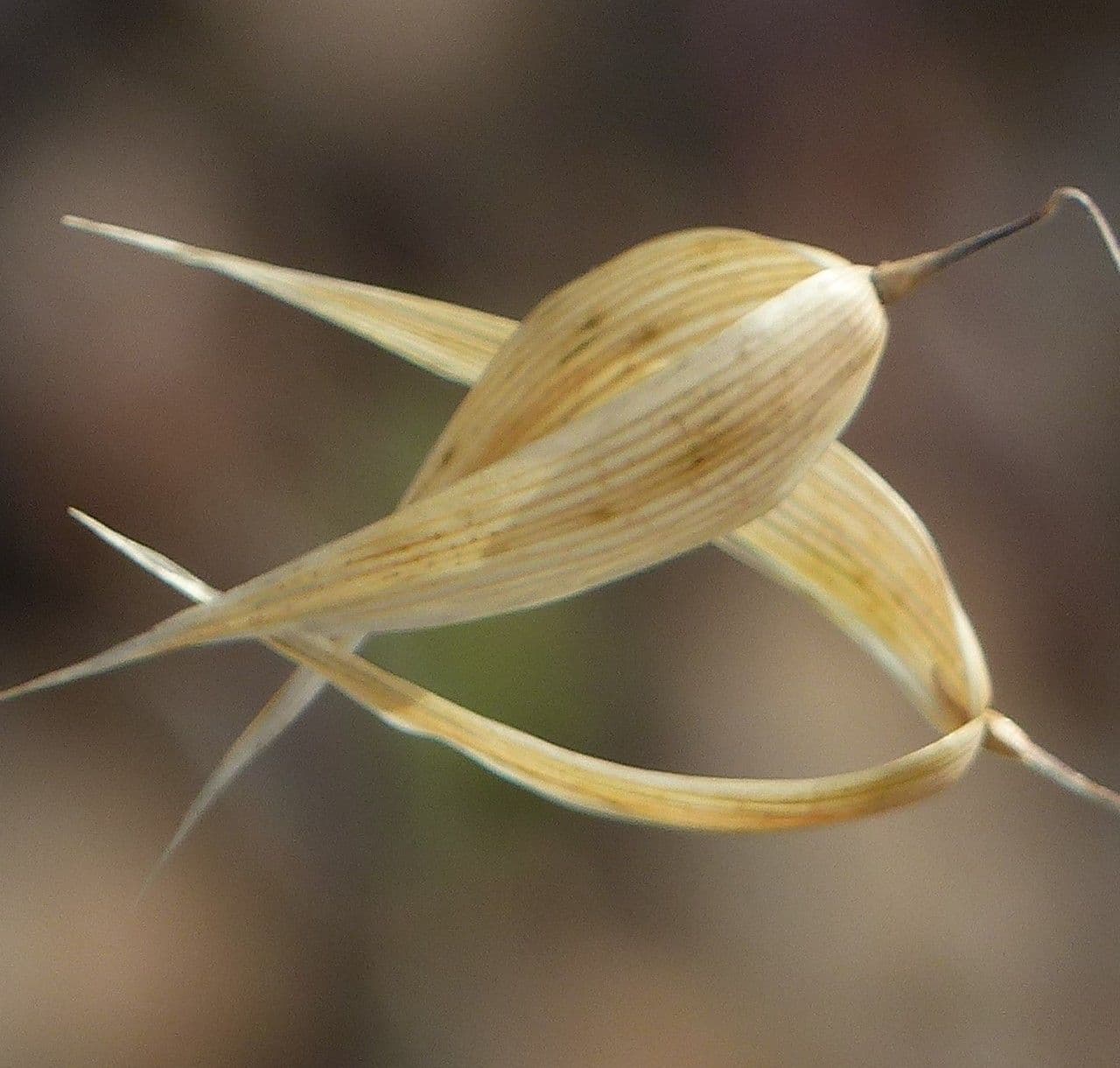 Avena maggiore 19
