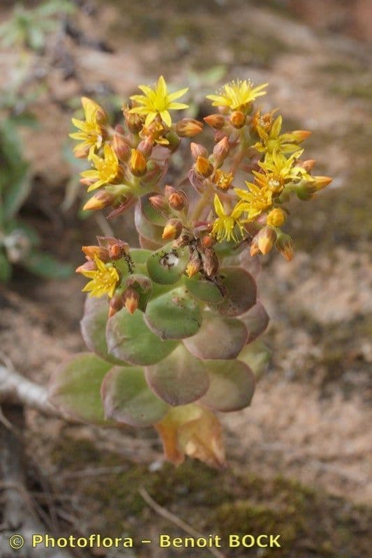 Aeonium 10