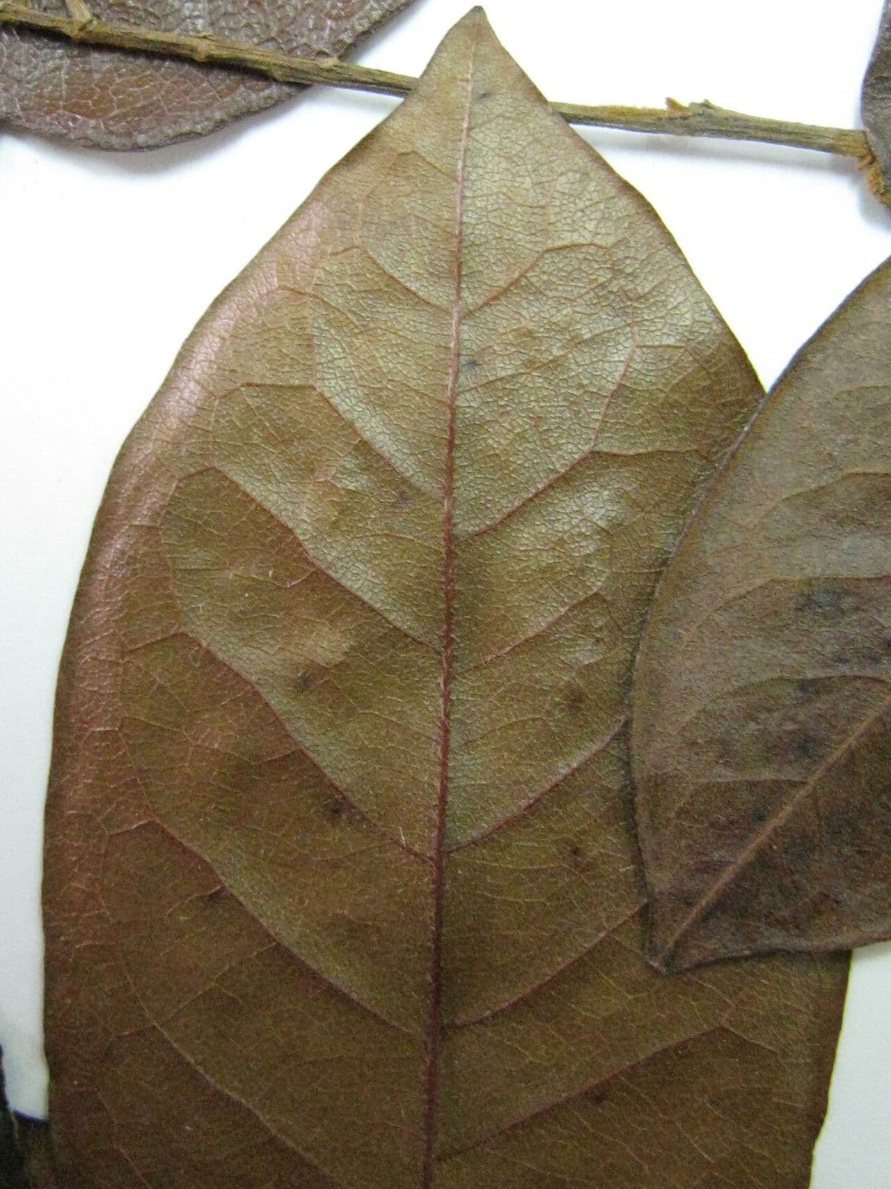 Hirtella cigliata 5