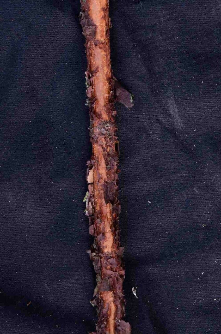 Xylopia brazylijska 15